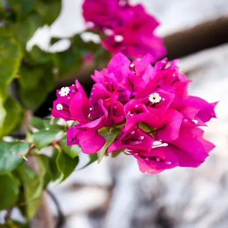 Feriehus Holiday Gluscevic