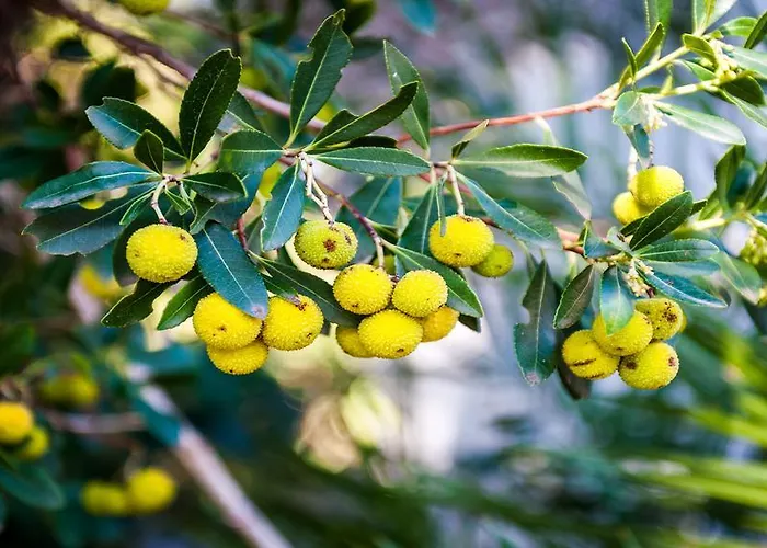 بيت للعطل Holiday Gluscevic